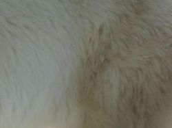 Uji Pengetahuan Kamu Tentang Hewan, Coba Tebak Ini