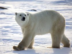 Uji Pengetahuan Kamu Tentang Hewan, Coba Tebak Ini