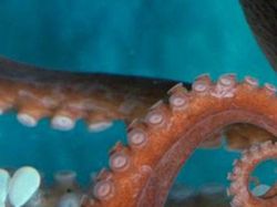 Uji Pengetahuan Kamu Tentang Hewan, Coba Tebak Ini