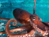 Uji Pengetahuan Kamu Tentang Hewan, Coba Tebak Ini