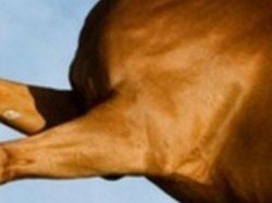 Uji Pengetahuan Kamu Tentang Hewan, Coba Tebak Ini