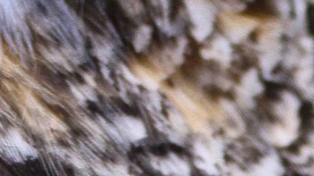 Jerapah, burung hantu atau cheetah? (Foto: Playbuzz)  