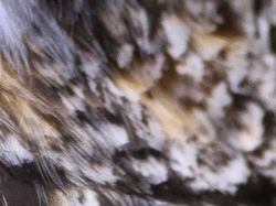 Uji Pengetahuan Kamu Tentang Hewan, Coba Tebak Ini