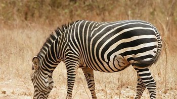Jawabannya adalah Zebra. Sampai sini jawabannya sudah salah berapa nih. Yuk Lanjut lagi. Foto: Playbuzz  