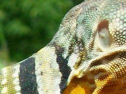 Uji Pengetahuan Kamu Tentang Hewan, Coba Tebak Ini