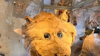 Pada tahun 1731, Raja Frederick I dari Swedia dihadiahi seekor singa yang, setelah kematiannya, ia kirimkan untuk diisi dan diawetkan . Satu-satunya masalah adalah orang yang melakukan taksidermi belum pernah melihat singa. Ya begini hasil akhirnya. Foto: Buzzfeed