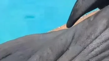 Anjing laut dan singa laut memiliki kuku Foto: Buzzfeed