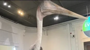 Ngomong-ngomong soal benda raksasa, inilah Quetzalcoatlus , makhluk terbang terbesar yang pernah ada Foto: Buzzfeed
