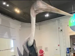 Deretan Foto yang Jarang Dilihat Tapi Bikin Tercengang