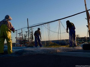 Jepang Sedia Dana Bantuan Industri Perikanan, Imbas Pelepasan Fukushima