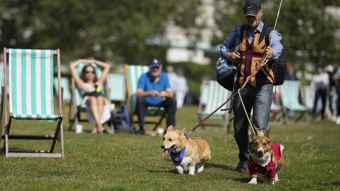 Parade Anjing Corgi Kenang Satu Tahun Kepergian Ratu Elizabeth II Ruffus a Cardiganshire Corgi, second right, takes part in a parade of corgi dogs outside Buckingham Palace in memory of the late Queen Elizabeth II, in London, Sunday, Sept. 3, 2023. Royal fans and their pet corgis have gathered outside Buckingham Palace to remember Queen Elizabeth II a year on since the late monarch's death. Around 20 corgi enthusiasts dressed up their pets in crowns, tiaras and royal outfits and paraded them outside the palace in central London Sunday to pay tribute to Elizabeth, a well-known lover of the dog breed. (AP Photo/Alastair Grant)
