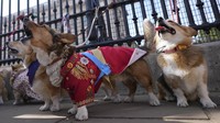 Penggemar kerajaan dan corgi peliharaan mereka berkumpul di luar Istana Buckingham untuk mengenang setahun kepergian Ratu Elizabeth II. (AP Photo/Alastair Grant)