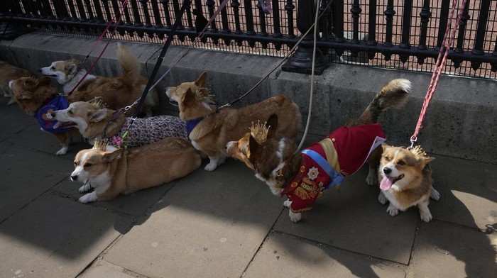 Parade Anjing Corgi Kenang Satu Tahun Kepergian Ratu Elizabeth II Ruffus a Cardiganshire Corgi, second right, takes part in a parade of corgi dogs outside Buckingham Palace in memory of the late Queen Elizabeth II, in London, Sunday, Sept. 3, 2023. Royal fans and their pet corgis have gathered outside Buckingham Palace to remember Queen Elizabeth II a year on since the late monarch's death. Around 20 corgi enthusiasts dressed up their pets in crowns, tiaras and royal outfits and paraded them outside the palace in central London Sunday to pay tribute to Elizabeth, a well-known lover of the dog breed. (AP Photo/Alastair Grant)