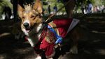 Parade Anjing Corgi Kenang Satu Tahun Kepergian Ratu Elizabeth II