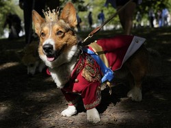 Ciri-ciri Anjing Corgi, Asal Usul, dan Masalah Kesehatan yang Bisa Diderita