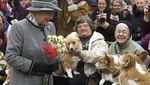 Parade Anjing Corgi Kenang Satu Tahun Kepergian Ratu Elizabeth II