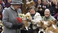Diketahui Ratu Elizabeth II merupakan seorang pecinta anjing corgi semasa hidupnya. (Adrian Wyld/The Canadian Press via AP)