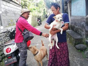 76 Persen Anjing di Klungkung Disuntik Vaksin Rabies-Denpasar Bentuk Tisira