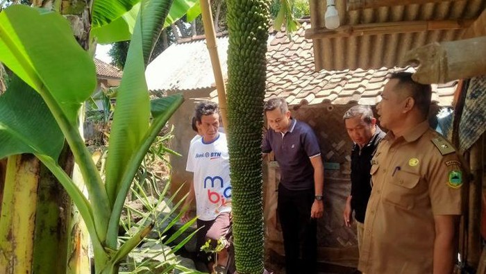 Penampakan pohon pisang unik di Kuningan yang memiliki tandan sepanjang 2 meter