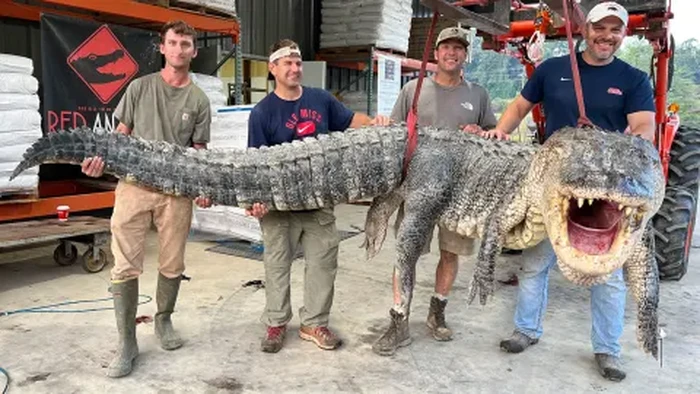 Perburuan aligator