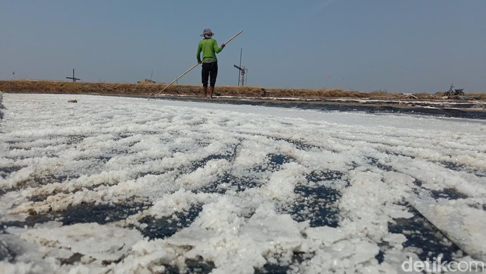 Petani garam di tambak Desa Luwunggesik Kecamatan Krangkeng Kabupaten Indramayu