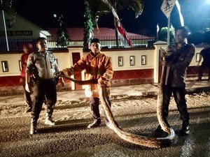 Ular Piton 7 Meter Diamankan di Sinjai, Memang Bisa Sebesar Itu?