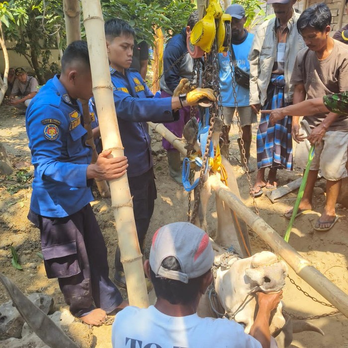Proses evakuasi sapi terperosok ke dalam septic tank di Bojonegoro