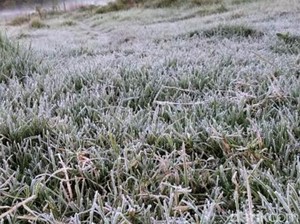 Fenomena Embun Salju Selimuti Kawasan Ijen Bondowoso Bikin Sayuran Rusak