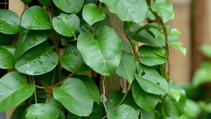 Binahong or piahong: Anredera cordifolia is a medicinal plant that grows in both plains and highlands. Many properties in curing various kinds of mild and severe diseases