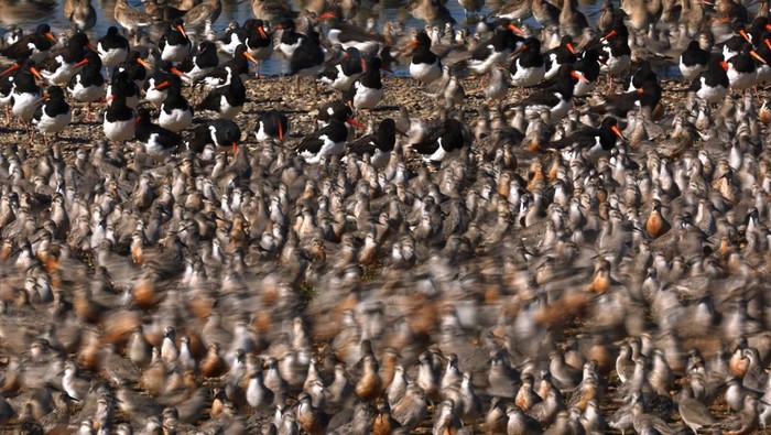 Fenomena Ribuan Burung Penuhi Langit Inggris Saat Bulan Pasang Gulls fly in front of the moon as thousands of wading birds, including Knot and Oystercatcher, move onto dry sandbanks during the month's highest tides at The Wash estuary, near Snettisham in Norfolk, Britain, September 5, 2023. REUTERS/Toby Melville TPX IMAGES OF THE DAY