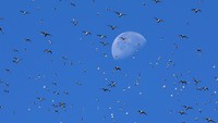 Pasang tertinggi terjadi saat bulan purnama atau bulan penuh dan matahari sejajar dengan bumi.  