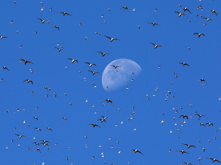 Fenomena Ribuan Burung Penuhi Langit Inggris Saat Bulan Pasang