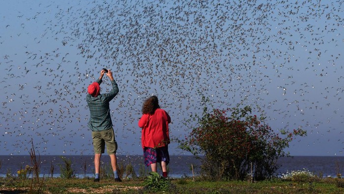 Fenomena Ribuan Burung Penuhi Langit Inggris Saat Bulan Pasang Gulls fly in front of the moon as thousands of wading birds, including Knot and Oystercatcher, move onto dry sandbanks during the month's highest tides at The Wash estuary, near Snettisham in Norfolk, Britain, September 5, 2023. REUTERS/Toby Melville TPX IMAGES OF THE DAY
