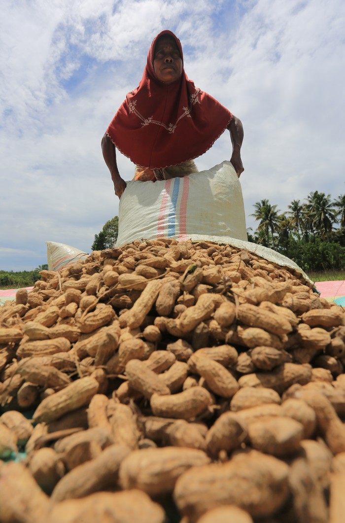 Harga kacang tanah tingkat petani naik Petani menjemur kacang tanah di kawasan Desa Simpang Peut, Arongan Lambalek, Aceh Barat, Aceh, Rabu (6/9/2023). Petani setempat mengaku, sejak dua pekan terakhir harga jual kacang tanah di tingkat petani mengalami kenaikan dari Rp13.500 per kilogram menjadi Rp16.500 sampai Rp18.000 per kilogram karena kurangnya pasokan kacang tanah akibat anjloknya produksi karena serangan hama tikus. ANTARA FOTO/Syifa Yulinnas/YU