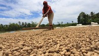 Petani menjemur kacang tanah di kawasan Desa Simpang Peut, Arongan Lambalek, Aceh Barat, Aceh, Rabu (6/9/2023).