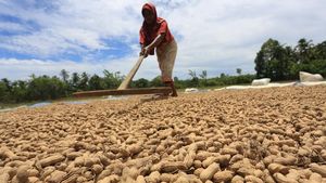 Potret Harga Kacang Tanah Mulai Naik, Gara-gara Ini