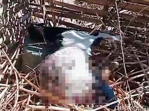 Teror Kambing Mati Misterius Kembali Terjadi di Ijen Bondowoso