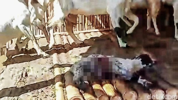 Kambing yang mati misterius di Desa Sempol, Ijen, Bondowoso.