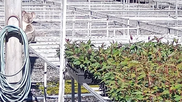 Koala pencuri tanaman eukaliptus