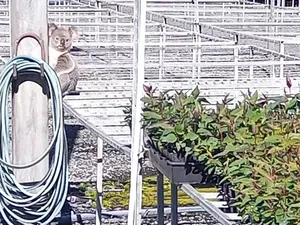 Koala Doyan Tidur, tapi Bisa Jadi Pencuri Andal, Kerugian Rp 59 Juta