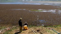 Menurut warga setempat kemarau panjang tahun ini mengakibatkan air telaga menyusut drastis, ditandai dengan penurunan permukaan air hingga 2,5 meter.
