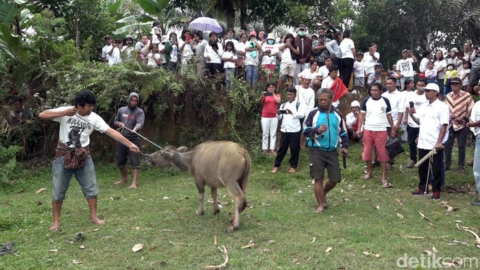 Warga di Kabupaten Mamasa, Sulawesi Barat (Sulbar) menggelar ritual tolak bala Massuru Tallungallo.