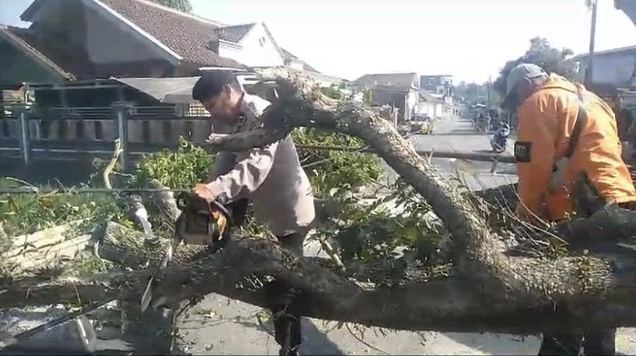 Pohon tumbang di Sukalarang, Sukabumi