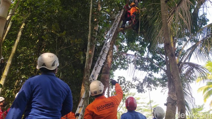 Proses evakuasi korban yang ditemukan meninggal di pohon jengkol di Magelang, Rabu (6/9/2023).