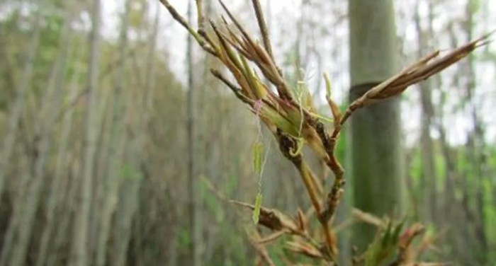 Bambu Phyllostachys nigra var. henonis