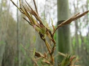 Bambu di Jepang Akan Berbunga, Jadi Tanda Bencana