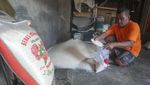 Produksi Anjlok, Harga Beras Mulai Naik!