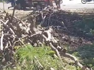 Polisi Ungkap Kronologi Aksi Kawin Tangkap Viral di Sumba Barat Daya
