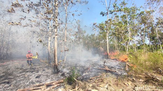 Kebakaran lahan jati di Dusun Gunung Gempal, Kalurahan Giripeni, Kapanewon Wates, Kulon Progo, Kamis (7/9/2023).