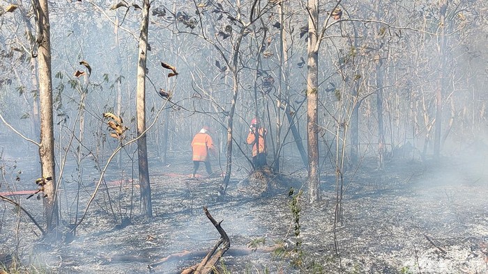 Kebakaran lahan jati di Dusun Gunung Gempal, Kalurahan Giripeni, Kapanewon Wates, Kulon Progo, Kamis (7/9/2023).